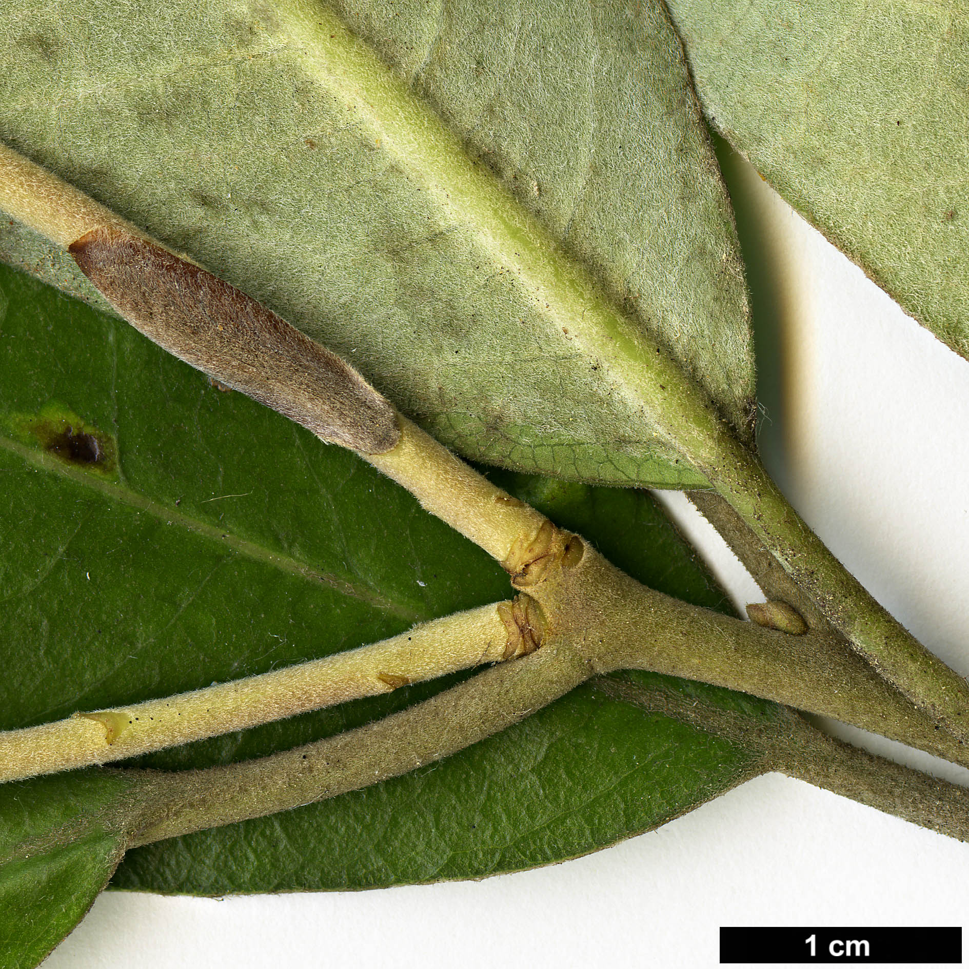 High resolution image: Family: Pittosporaceae - Genus: Pittosporum - Taxon: ralphii